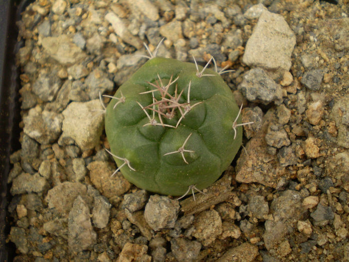 MATUCANA OREODOXA - Matucana 2013