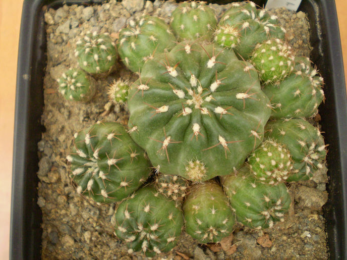 MATUCANA POLZII - Matucana 2013