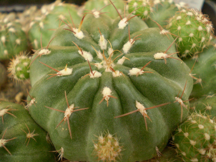 MATUCANA POLZII