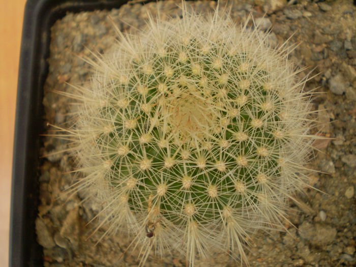 MATUCANA ROSEOALBA