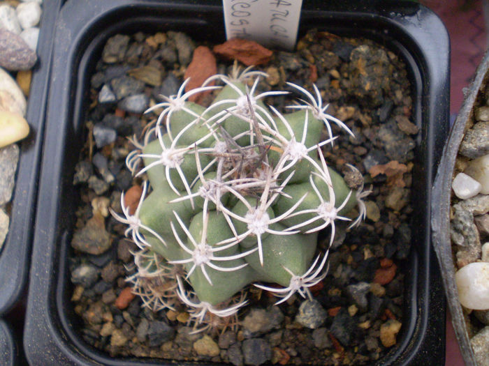 SUBMATUCANA PAUCICOSTATA - Matucana 2013