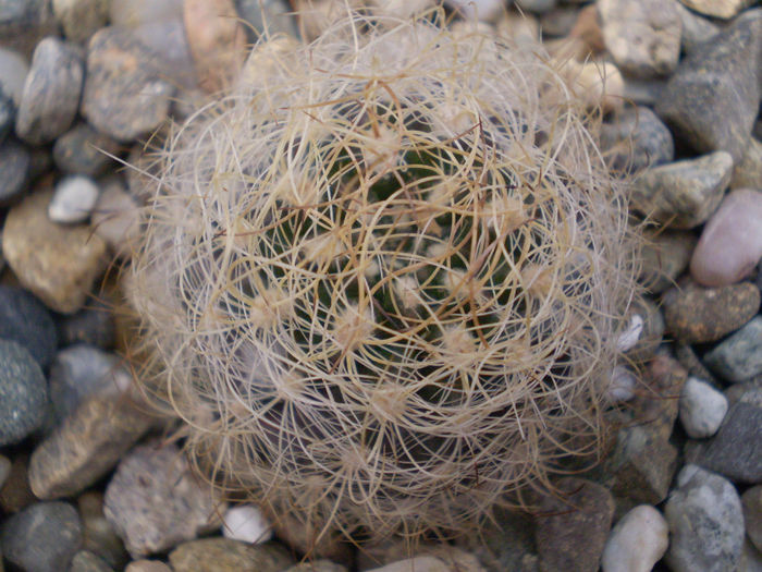 NEOPORTERIA GEROCEPHALA