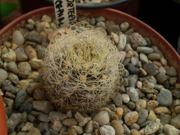 NEOPORTERIA GEROCEPHALA