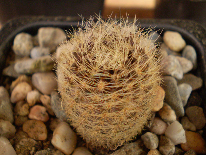 NEOPORTERIA VILLOSA