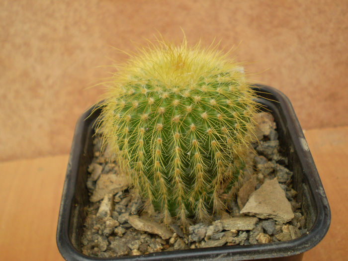 NOTOCACTUS LENINGHAUSI - Noto 2013