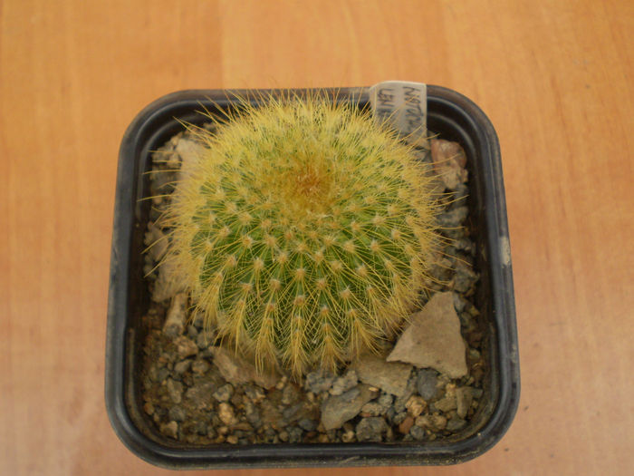 NOTOCACTUS LENINGHAUSI