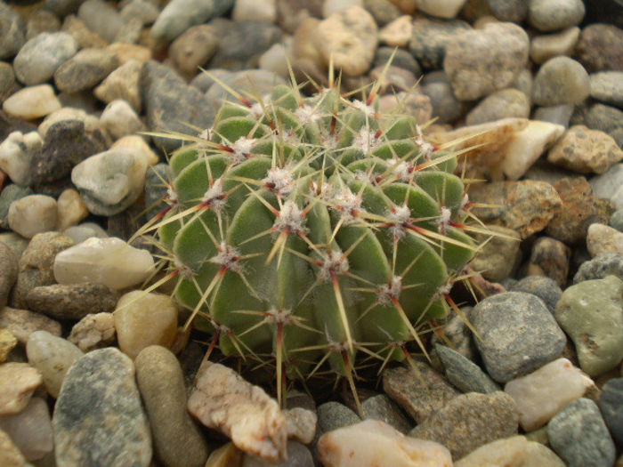 NOTOCACTUS BUININGII