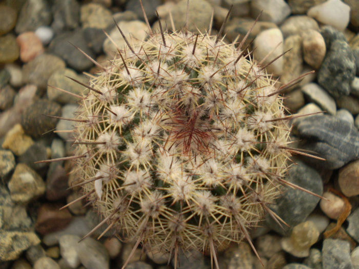 NOTOCACTUS ROSEIFLORUS
