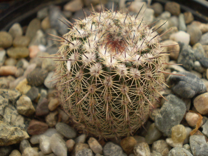 NOTOCACTUS ROSEIFLORUS - Noto 2013