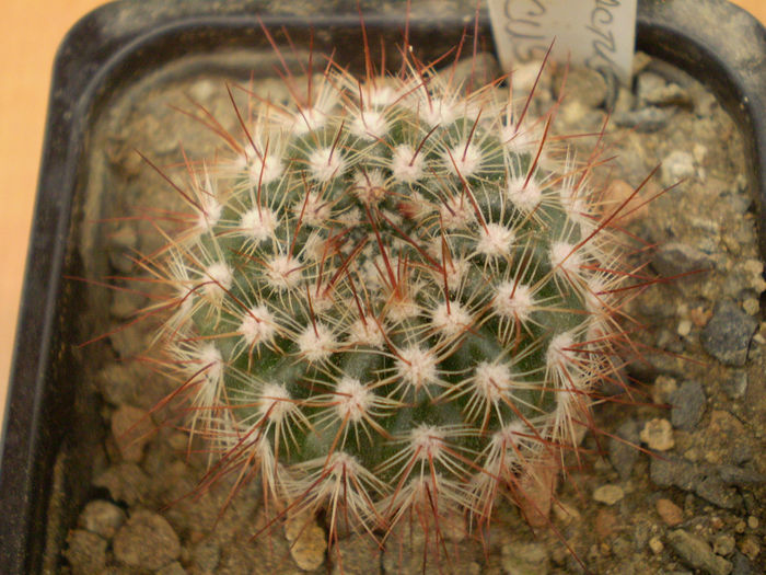 NOTOCACTUS APRICUS - Noto 2013