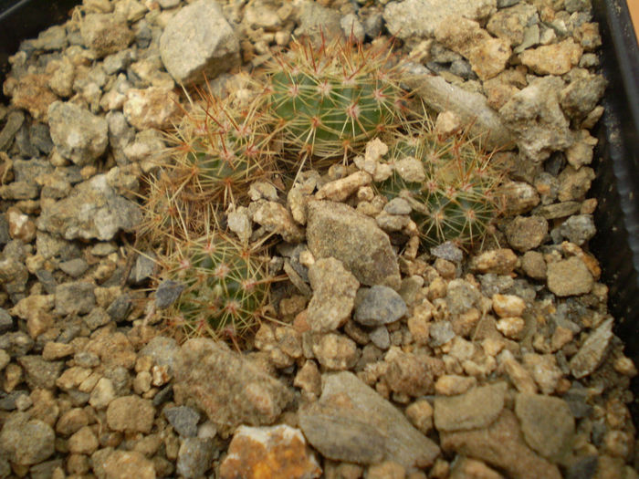 NOTOCACTUS ROSEOLUTEUS - Noto 2013