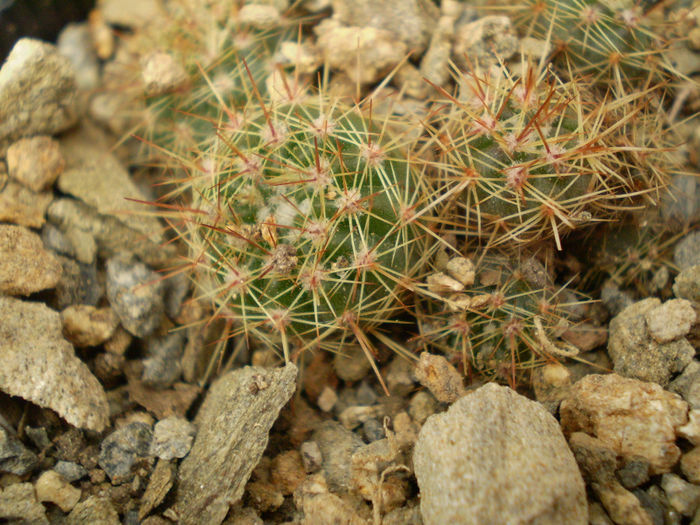 NOTOCACTUS ROSEOLUTEUS