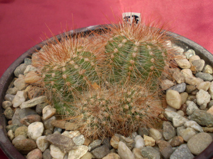 NOTOCACTUS MAGNIFICUS - Noto 2013