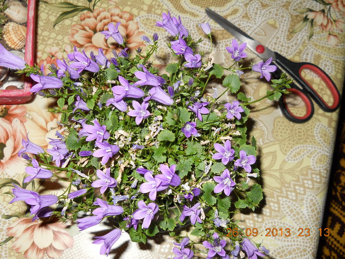 004 - CAMPANULA 2013