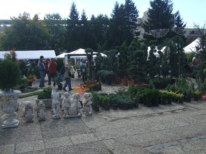 001 - Expo Flora Baia Mare 2013