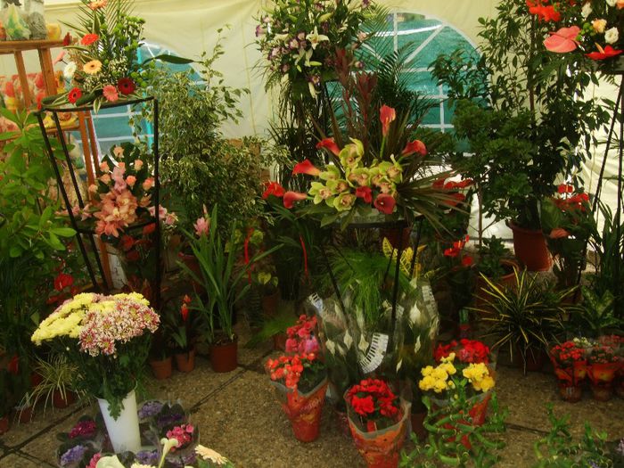 034 - Expo Flora Baia Mare 2013