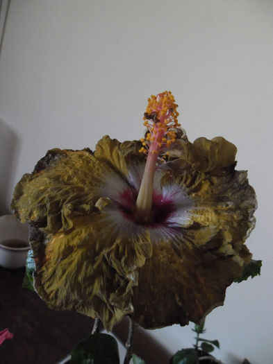 Kathie Jones - Hibiscus 2013-3