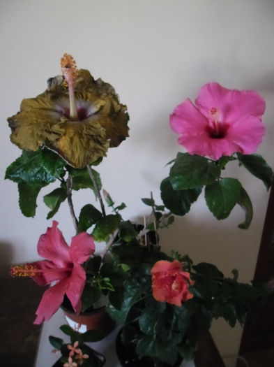 Hibiscus grup - Hibiscus 2013-3