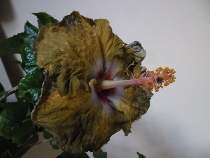 Kathie Jones - Hibiscus 2013-3