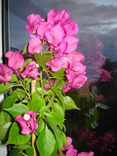 Cyclam - BOUGAINVILLEA