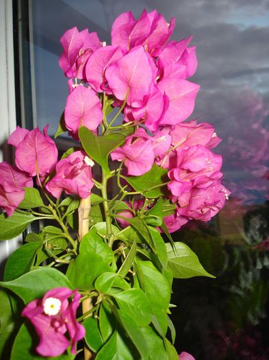 Cyclam - BOUGAINVILLEA