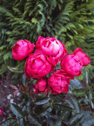 DSC00381 - Morsdag