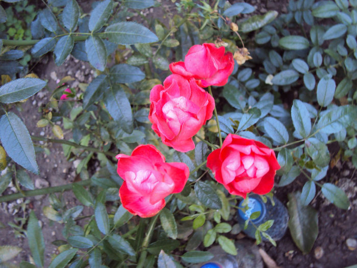 DSC00327 - Morsdag
