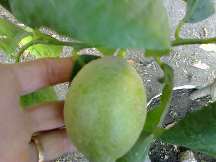 Lamaie - A-Flori 2013
