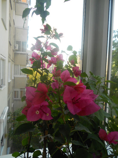 DSCN3777 - bouganvillea 2