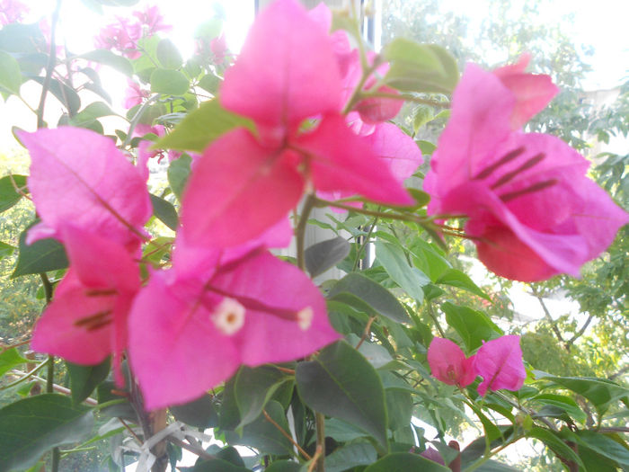 DSCN3779 - bouganvillea 2