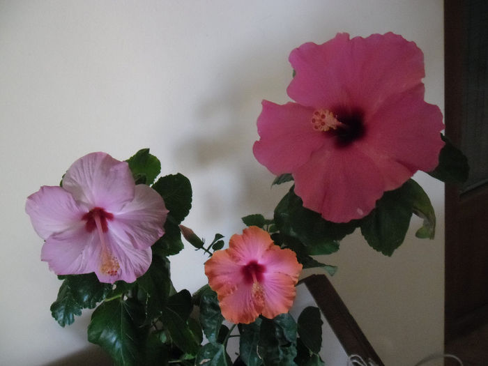 Hibiscus grup - Hibiscus 2013-3