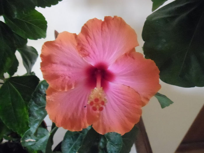 Passion - Hibiscus 2013-3