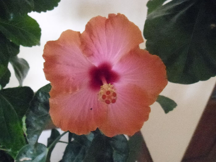Passion - Hibiscus 2013-3