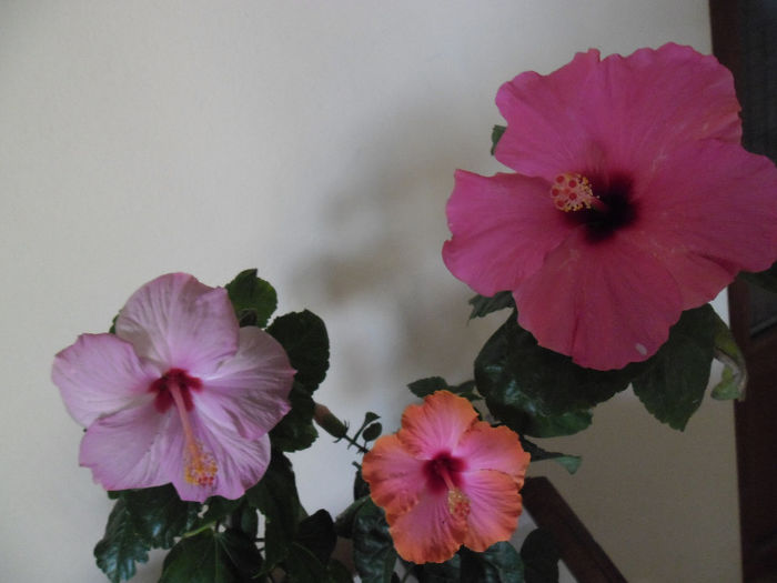 Hibiscus grup - Hibiscus 2013-3