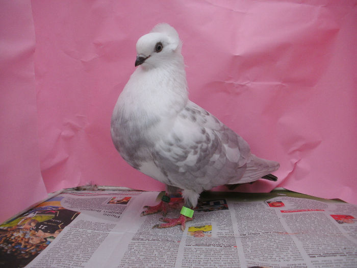 0,1  din 2013 - Jucatori pestrit de Timisoara-Temeschburger Schecken-Timisoara Tumbler