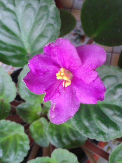 2013-09-28 15.18.40 - Violete minunate