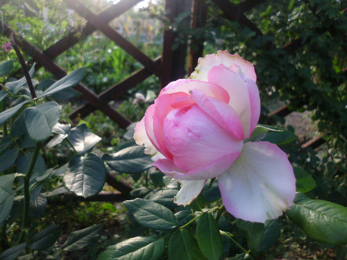 honore du balzac - Trandafiri si clematite 2013