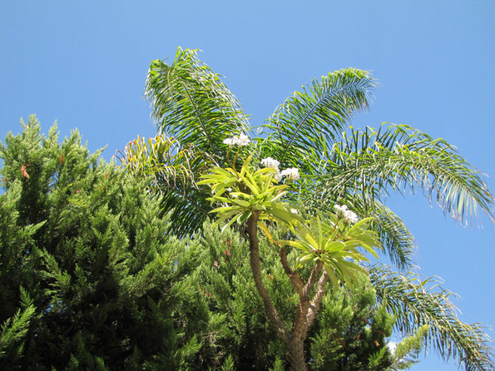 IMG_2022 - Pachypodium lamerei