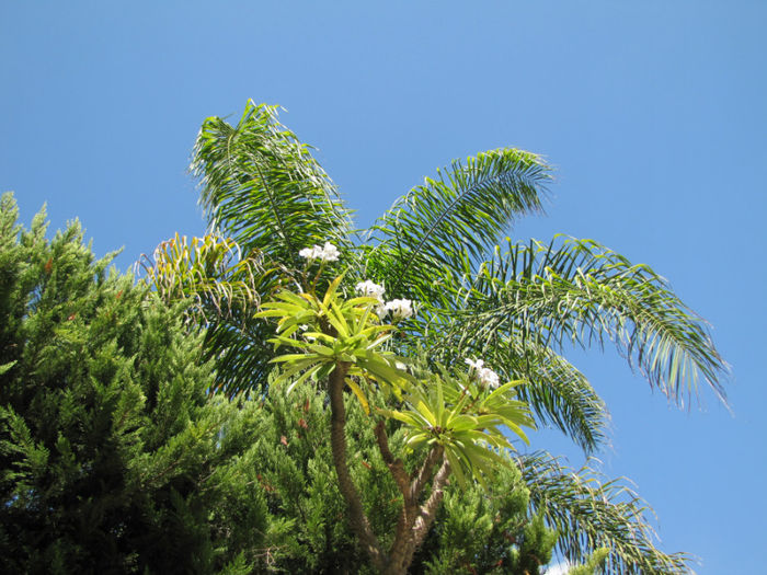 IMG_2023 - Pachypodium lamerei