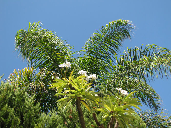 IMG_2024 - Pachypodium lamerei