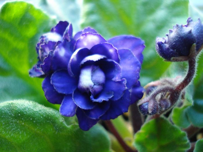 DSC05516 - Pat Tracey