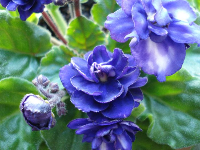 DSC05517 - Pat Tracey