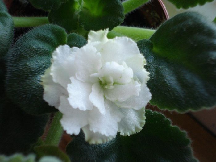 DSC05522 - RS Balerina