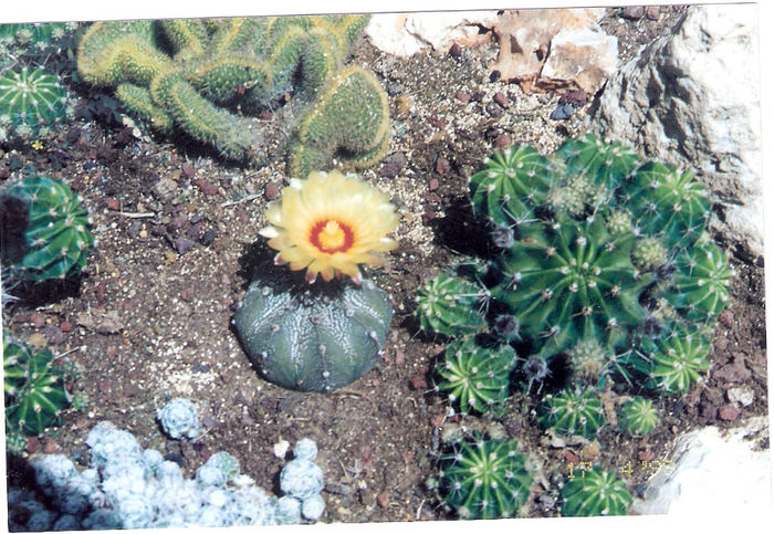 scan0032 - flori de cactus