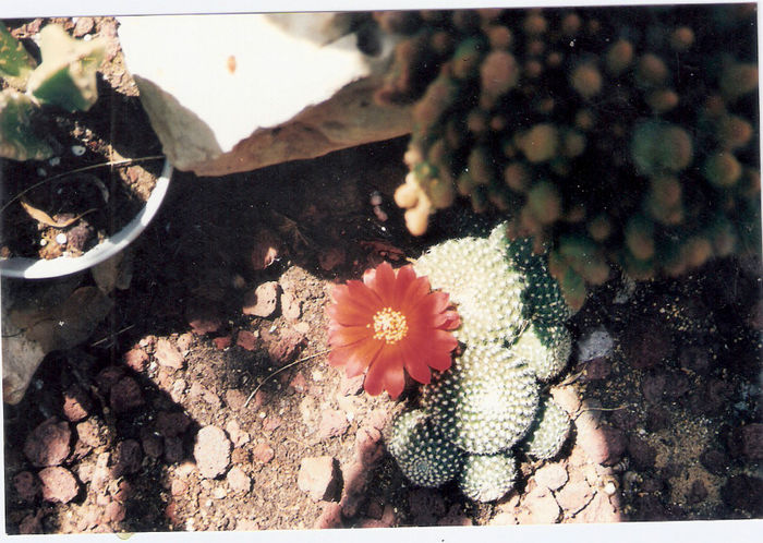 scan0033 - flori de cactus