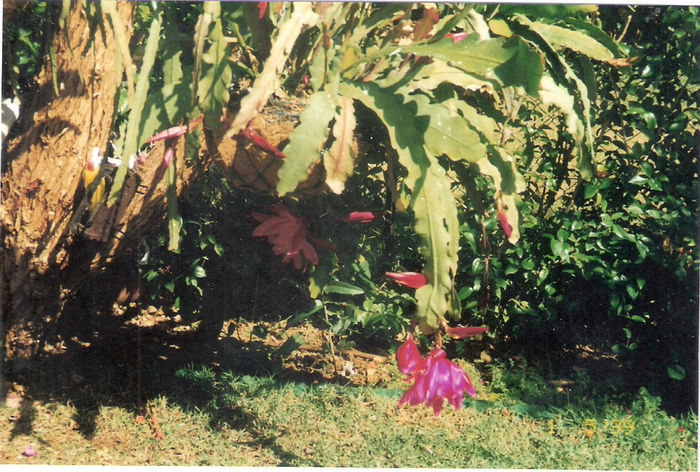 scan0037 - flori de cactus