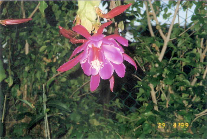 scan0038 - flori de cactus