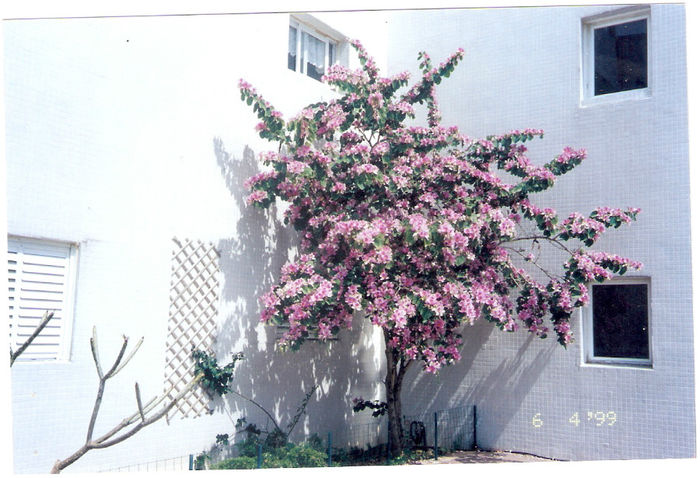 bohenia- in al doilea an - pomi