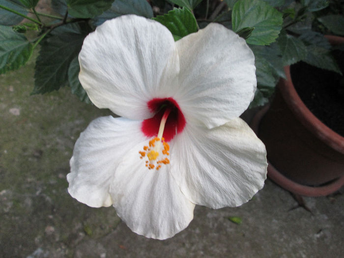 hibiscus - sfarsit de septembrie 2013