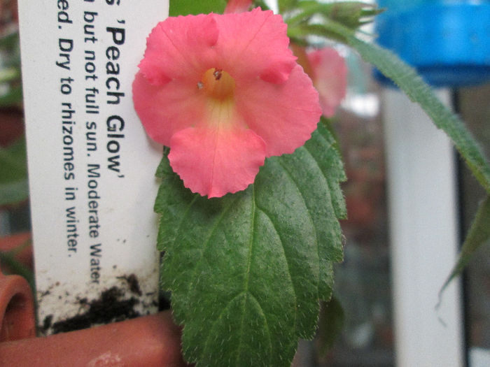 achimenes peach glow - sfarsit de septembrie 2013